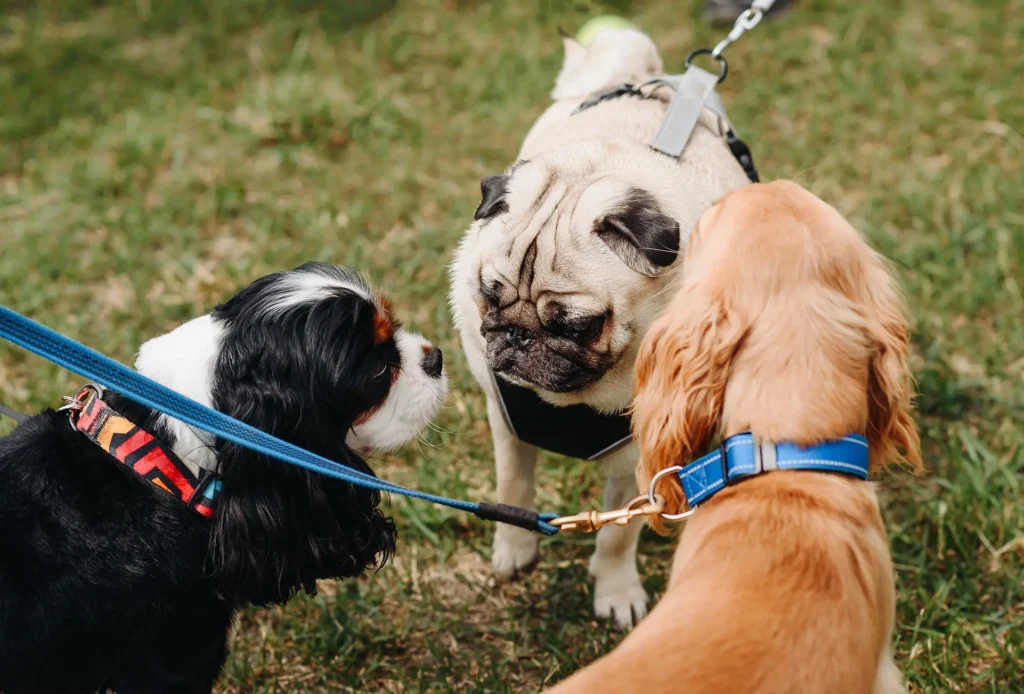 Top dog Boarding and Daycare Stevenage - 04