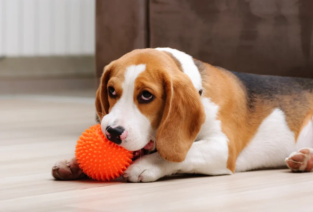 Top dog Boarding and Daycare Stevenage - 07